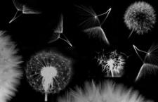 高清蒲公英PS笔刷