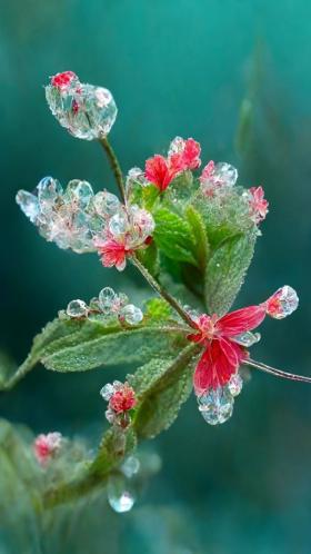 晶莹剔透的淡紫色花朵